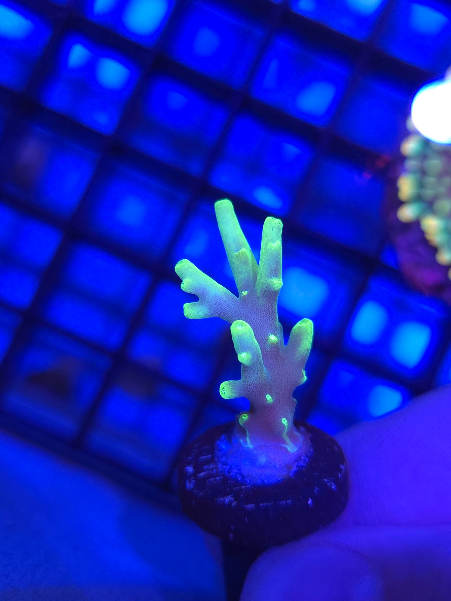 Glowstick Lokani