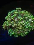 Tye Dye Goniopora