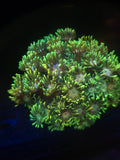 Tye Dye Goniopora