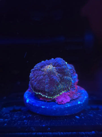Gold Mouth Rhodactus