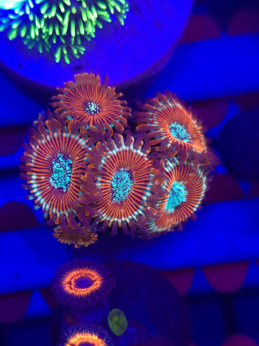 Seduction Zoas