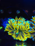Green Tip Banana Torch