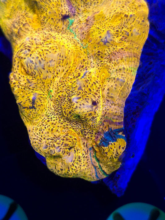 Rainbow Chalice Colony
