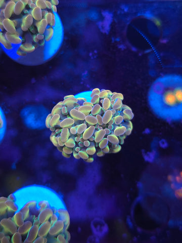 Rainbow Hologram Hammer