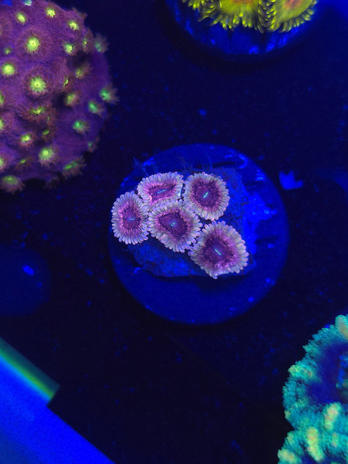 DDA Purple Heart Zoas