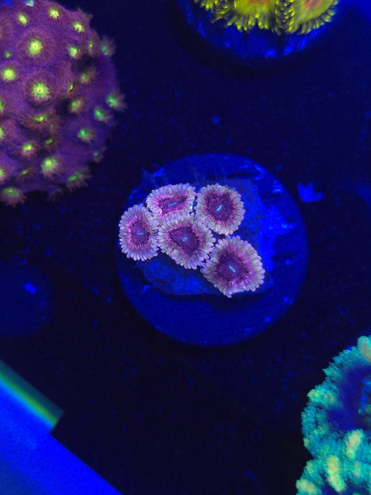 DDA Purple Heart Zoas