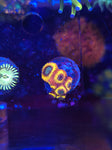 Yellow Submarine Favia