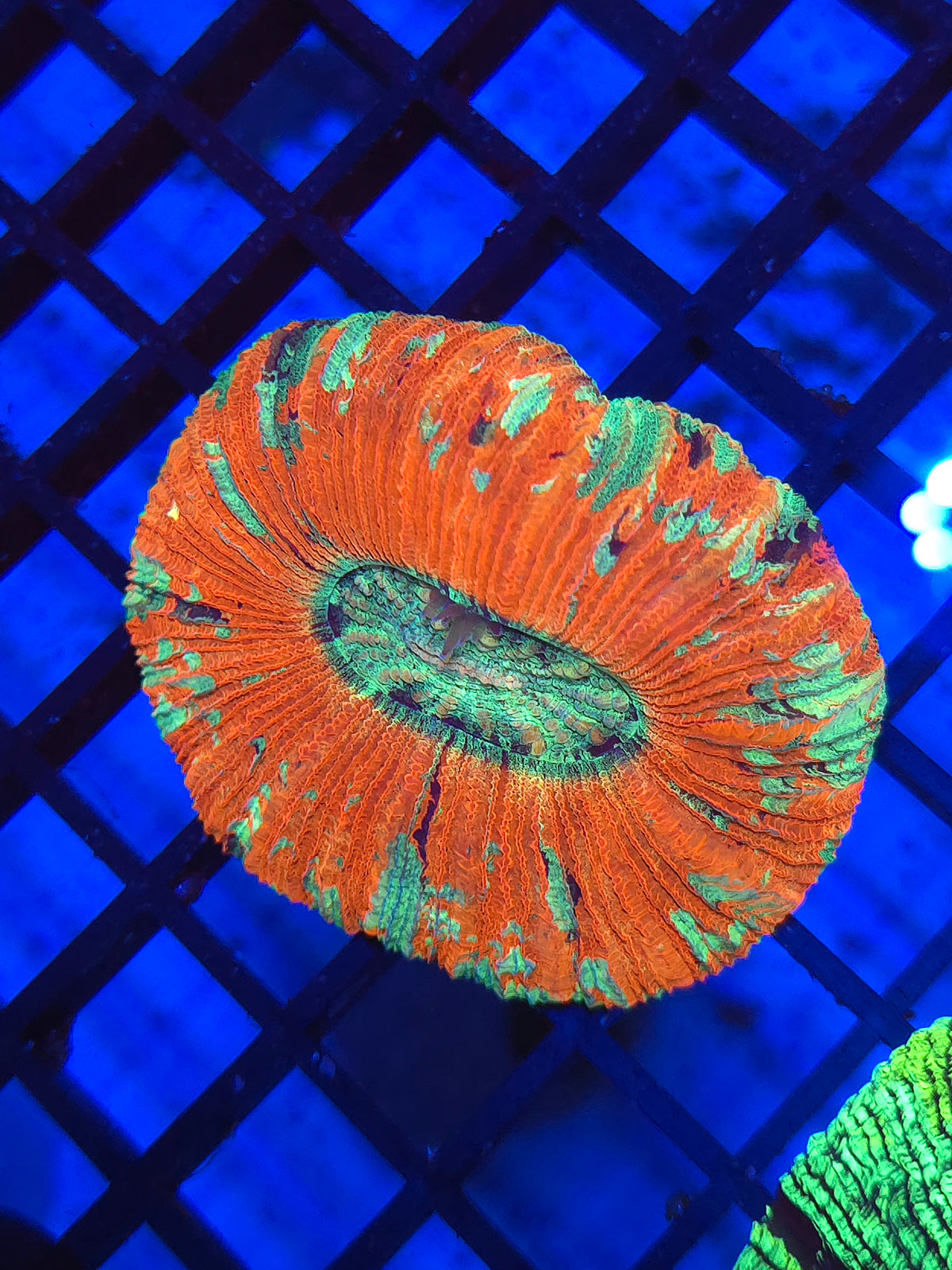 Rainbow Trachy