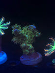 Acropora Tenuis