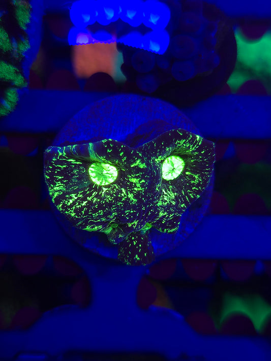 Toxic Splatter Goniastrea