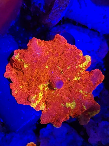 XL Reverse Eclectus Mushroom