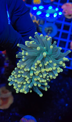 Yellow Tip Torch