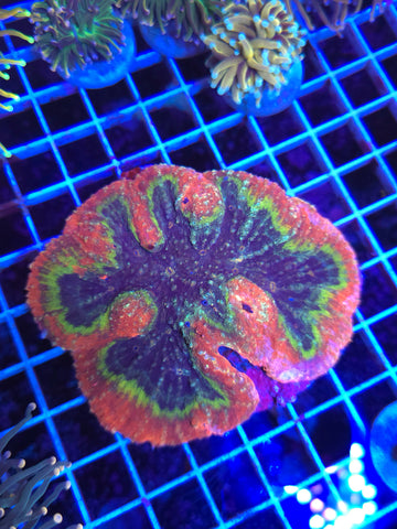 Rainbow Symphyllia