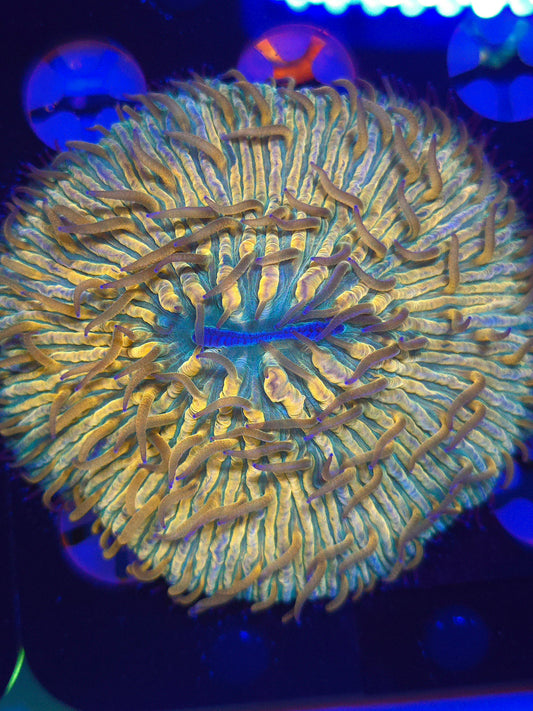 Fungia Plate Coral